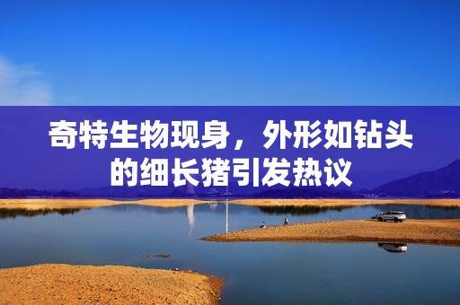 奇特生物现身，外形如钻头的细长猪引发热议